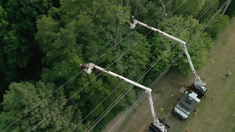 Best Root Management and Removal  in West, TX