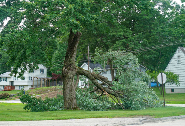 Best Tree Maintenance Programs  in West, TX