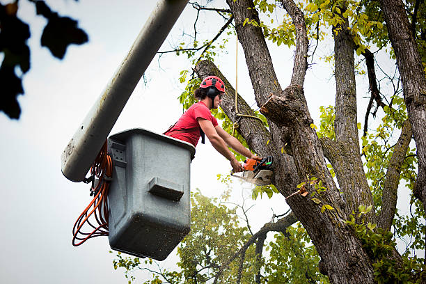 Best Tree and Shrub Care  in West, TX