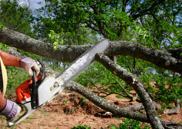 Reliable West, TX Tree Care  Solutions