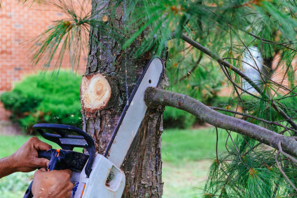 Best Fruit Tree Pruning  in West, TX